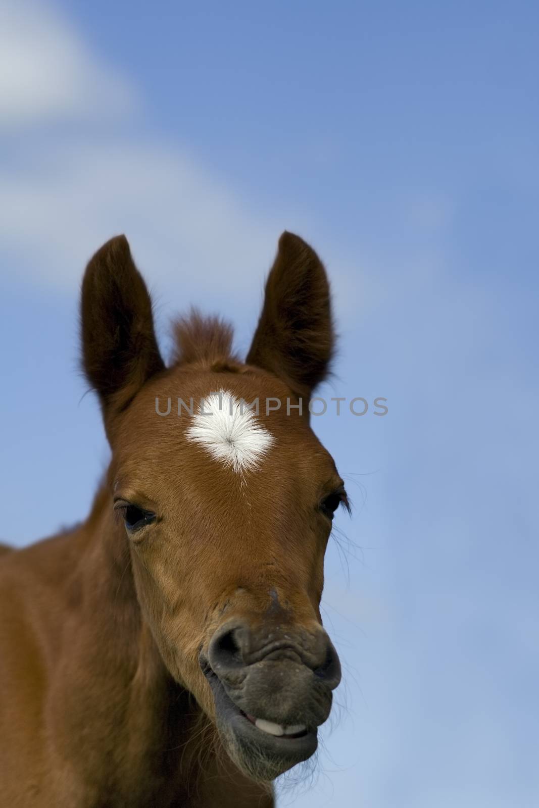 young horse with open mouth . It with a very funny expression on by foryouinf