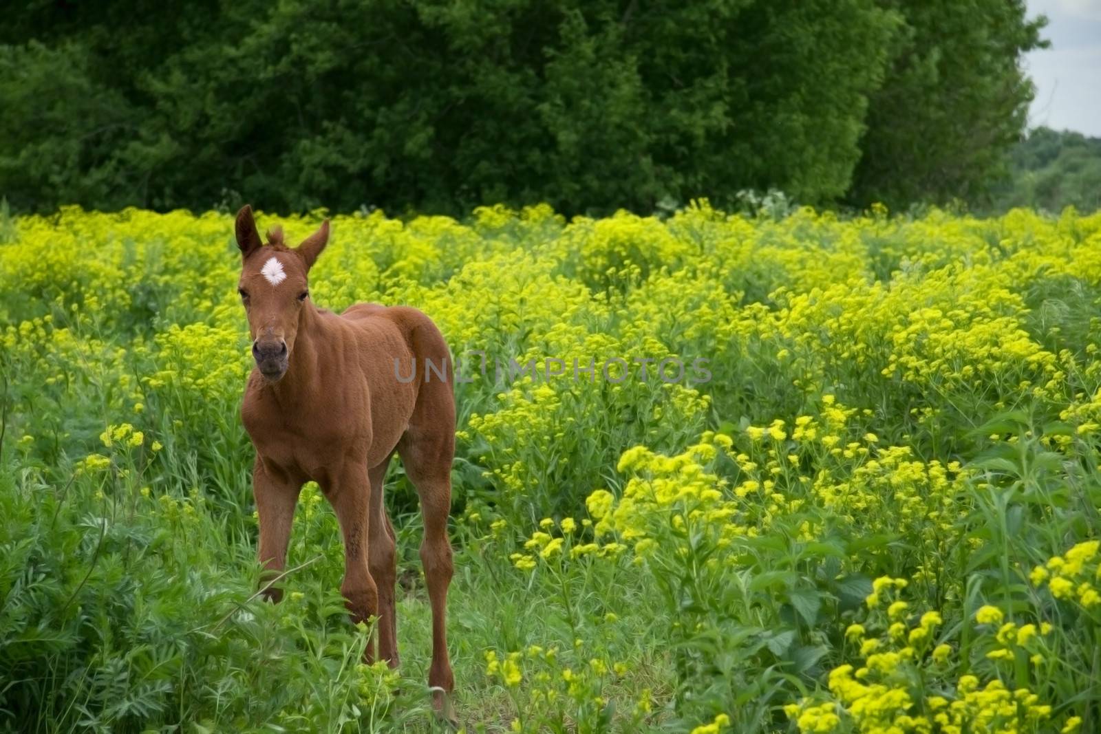 young brown  horse standing on a green field