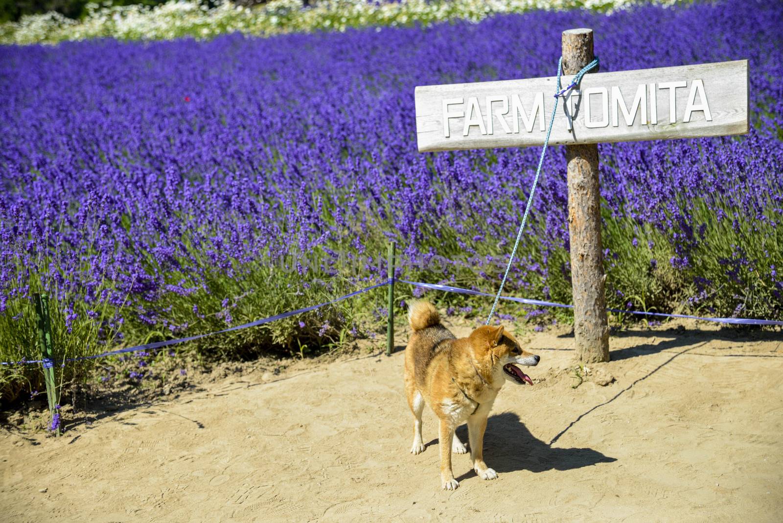 The dog and lavender field4