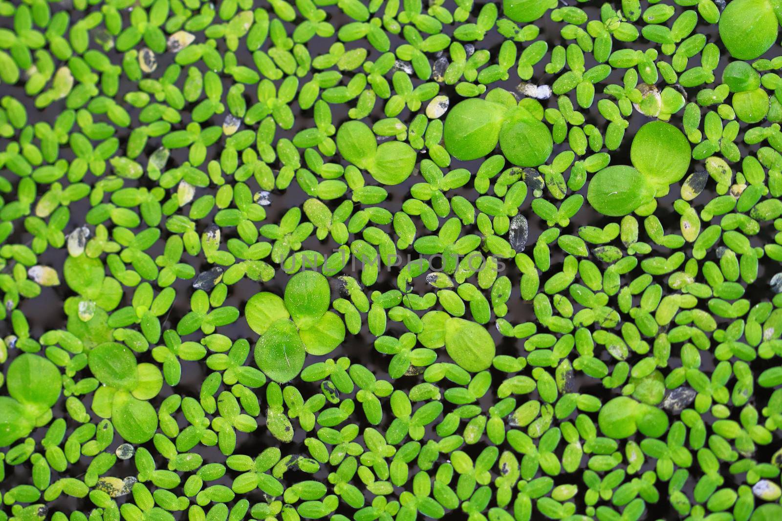 Green algae occur in naturally