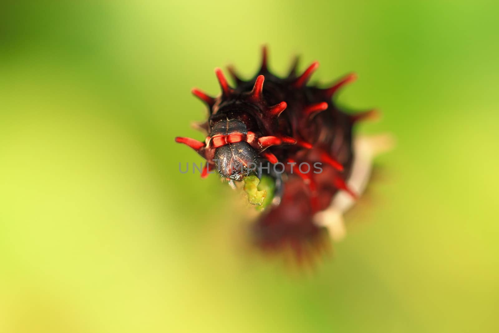 Caterpillar by narinbg