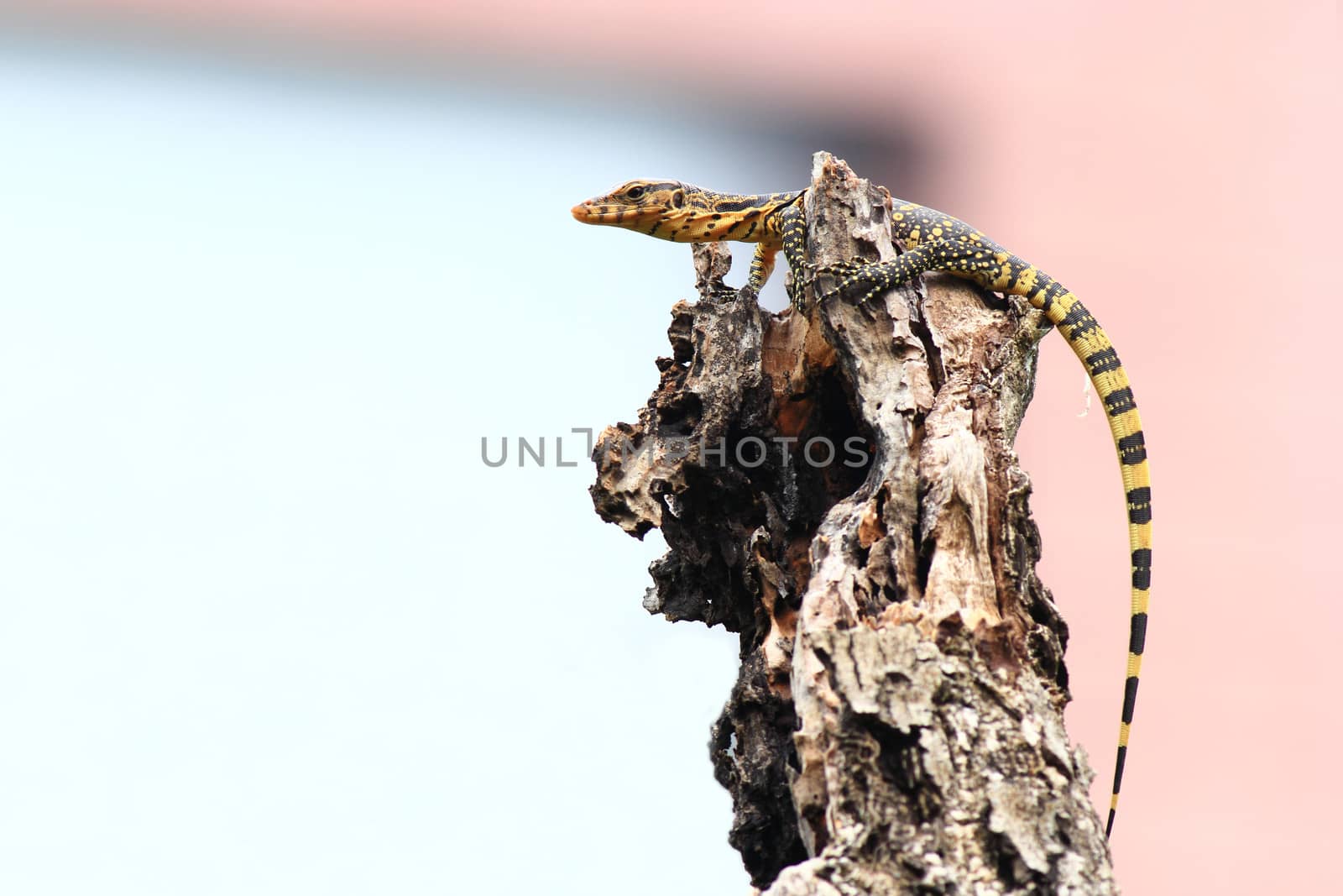 water lizard by narinbg