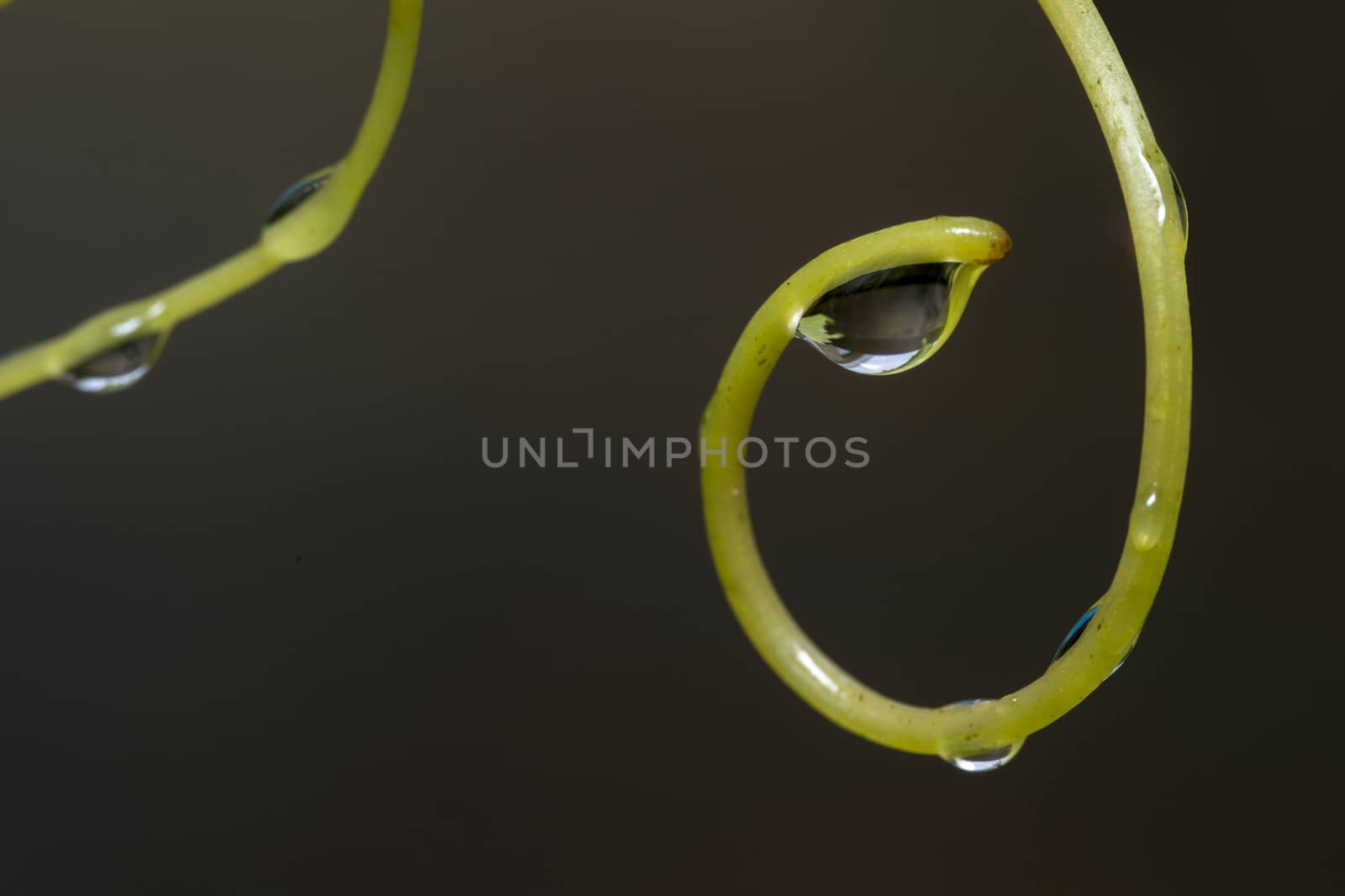 waterdrops catch by grapevines by compuinfoto