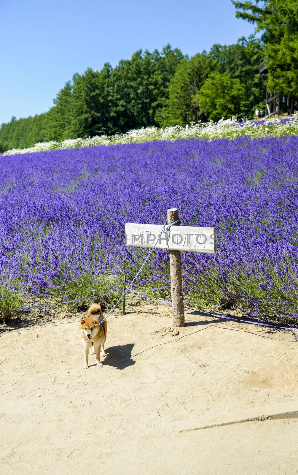 The dog and lavender field3