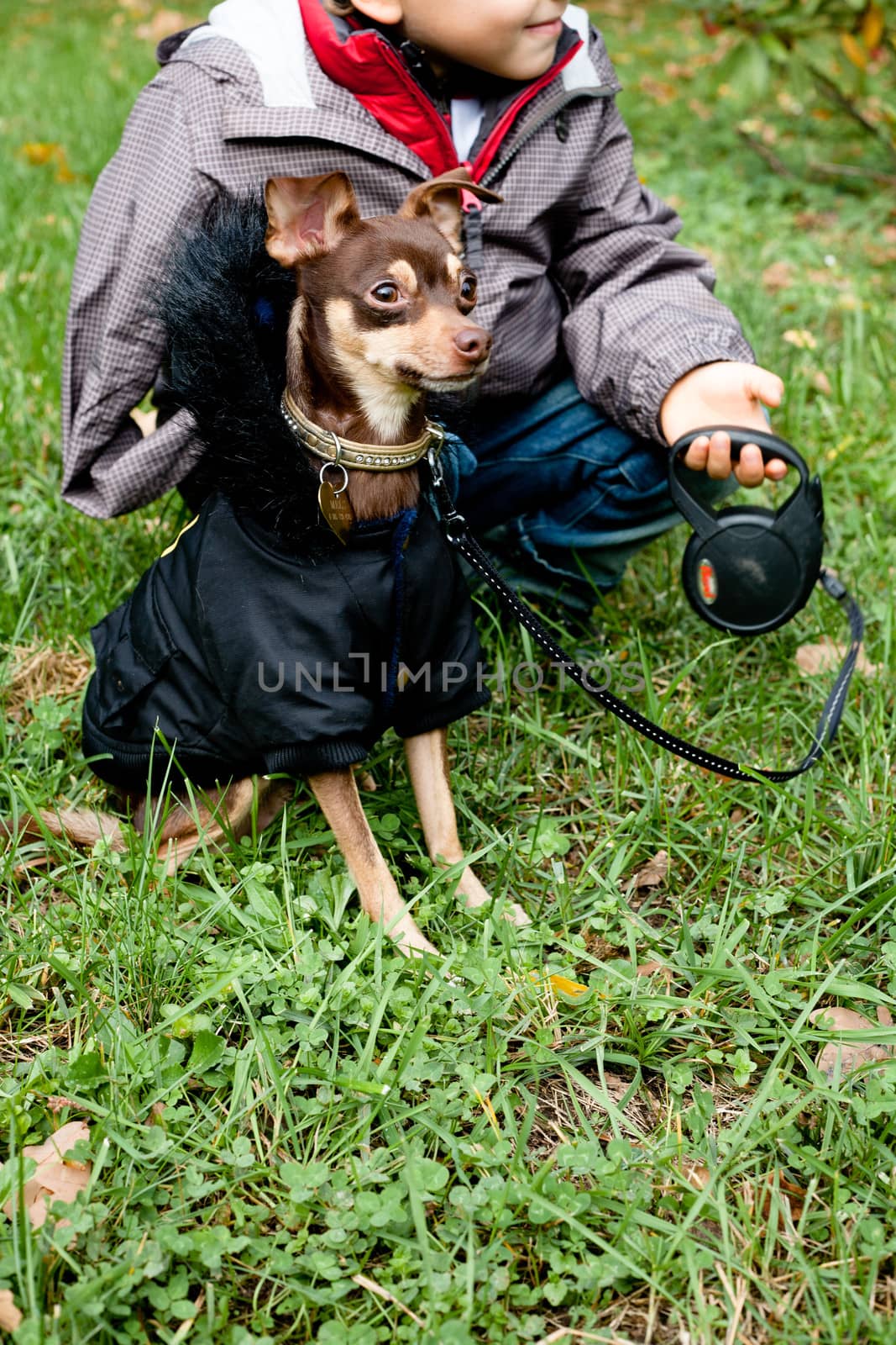 Sitting toy terrier in black coat in fron of a person on a green grass
