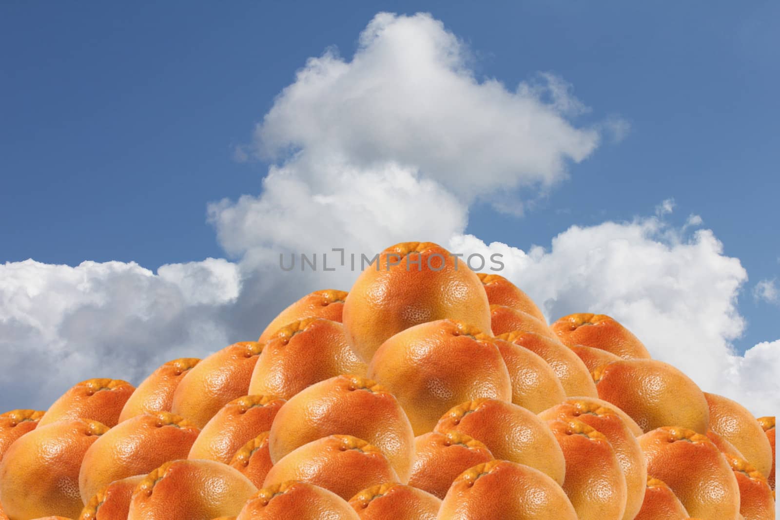 Rose Grapefruits   heap isolated on blue sky background