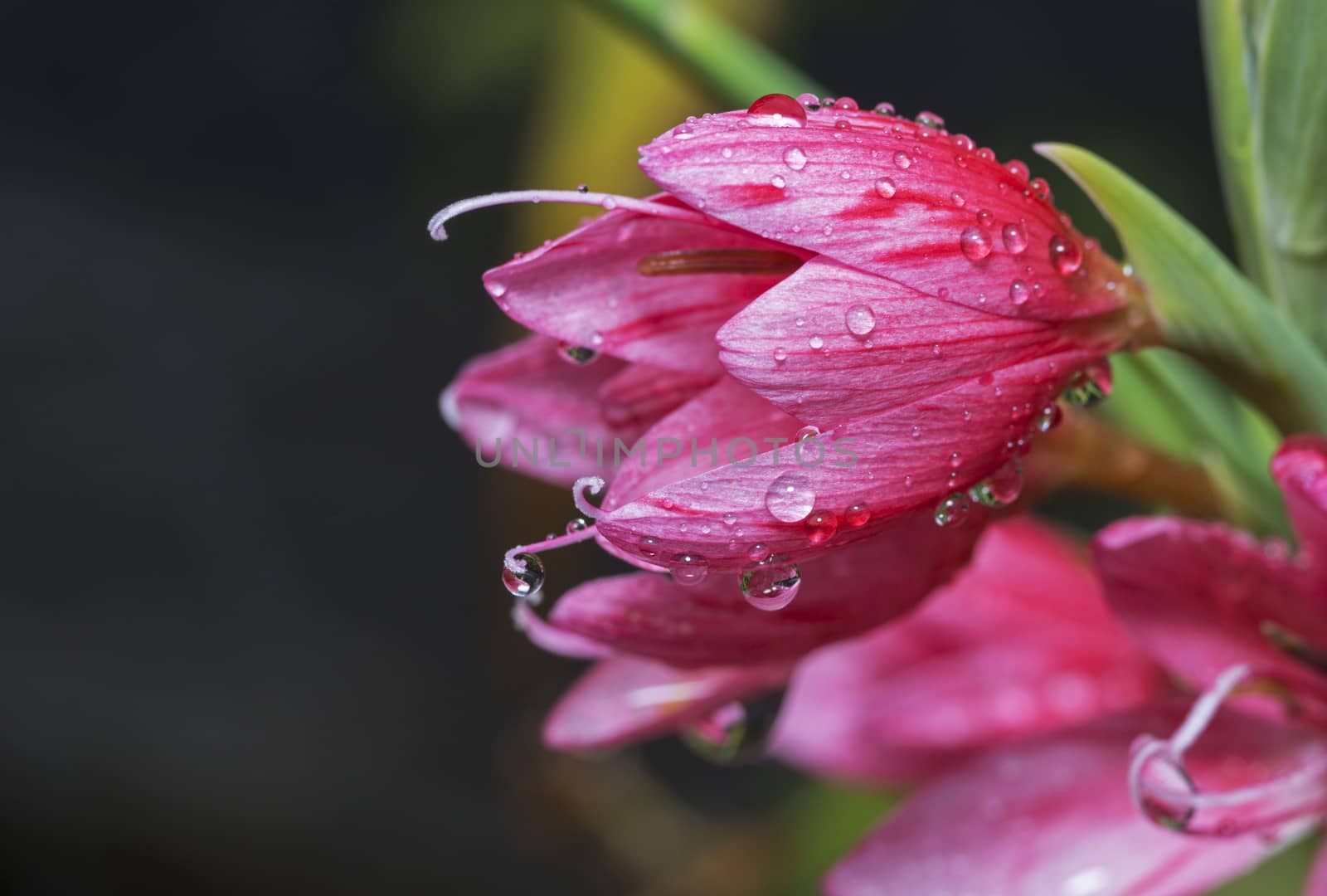 waterdrops on pink lily by compuinfoto