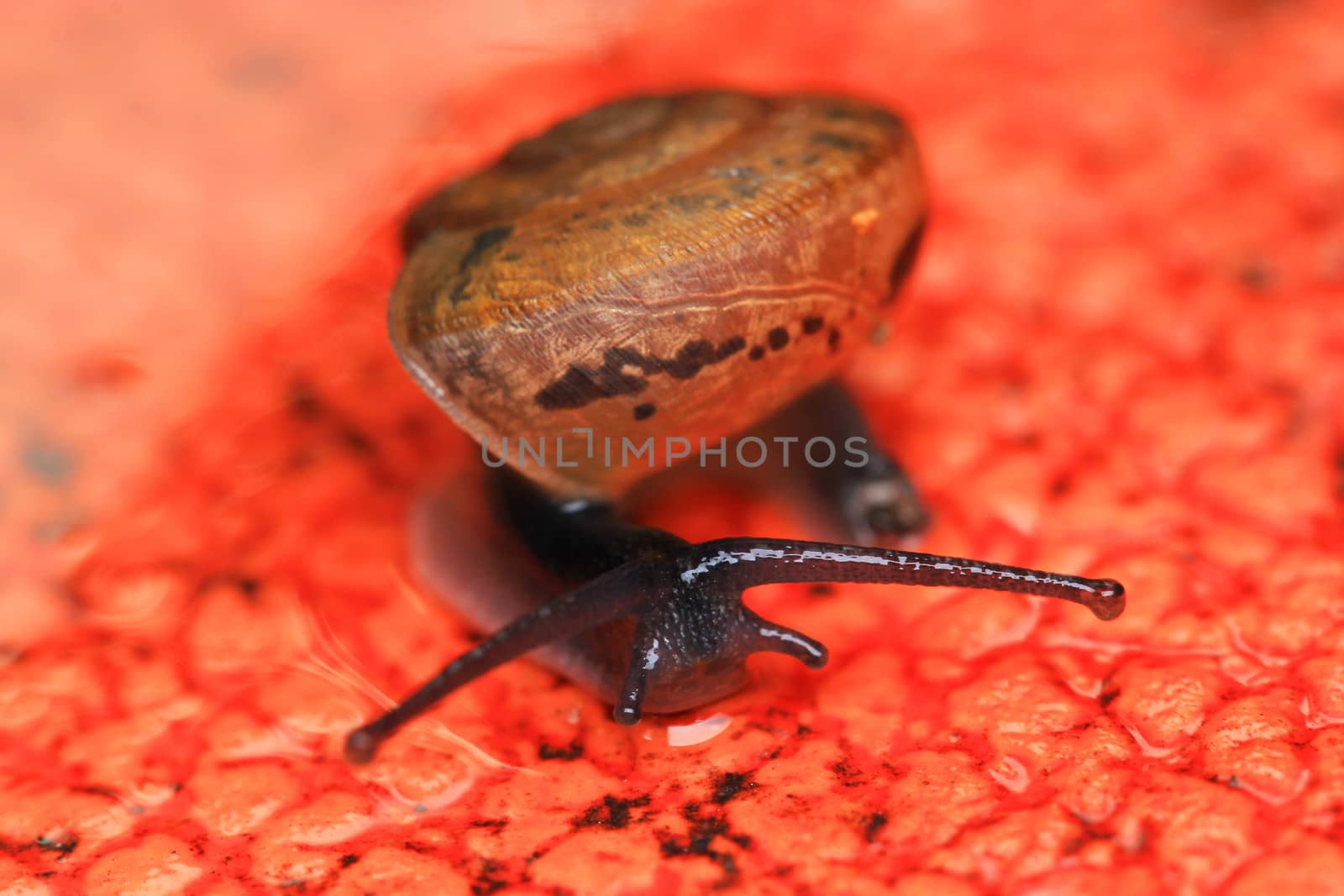 Small brown snail on a red texture