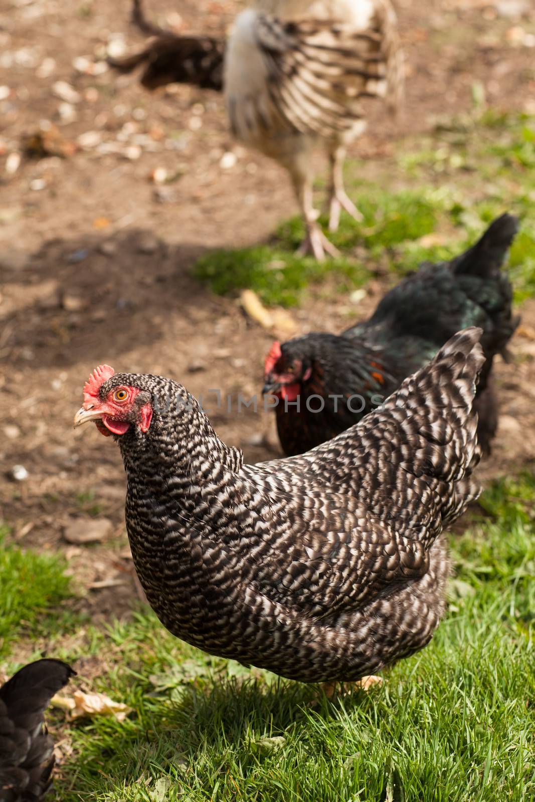 Big hens walking in the grass