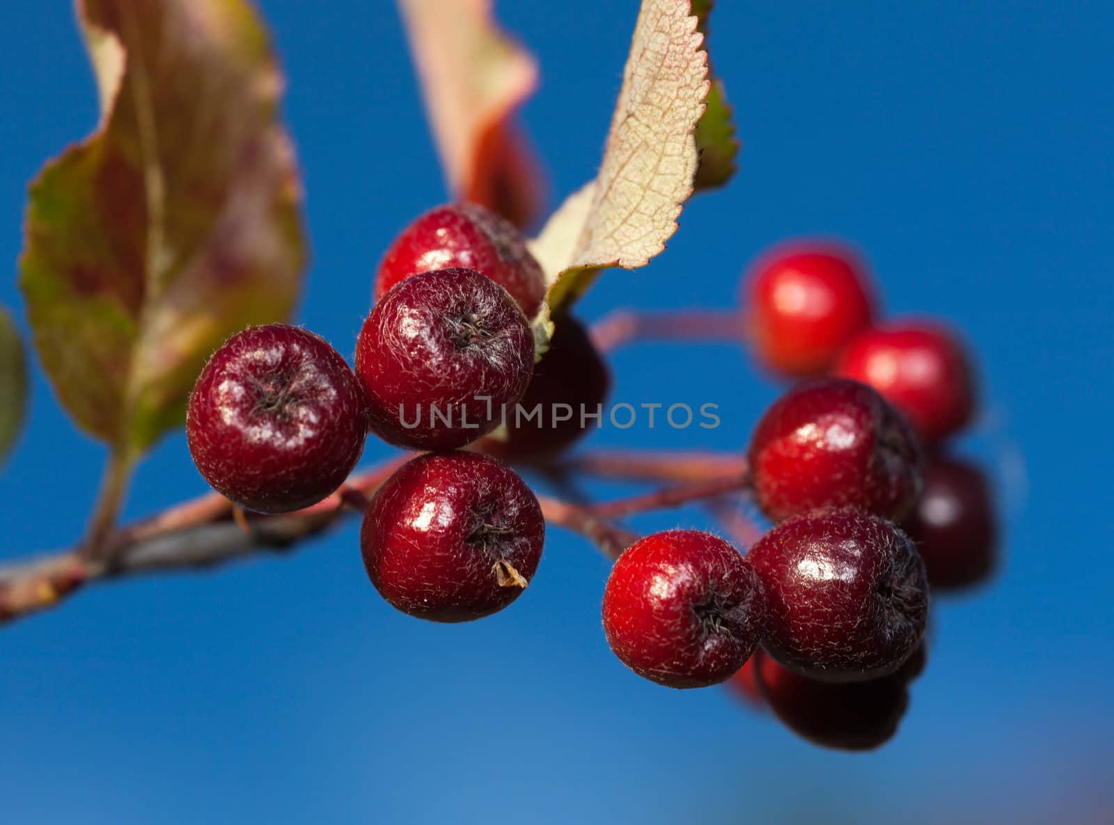 Raceme black  chokeberry on a background of blue sky close-up. Latin (Aronia melanocarpa) 