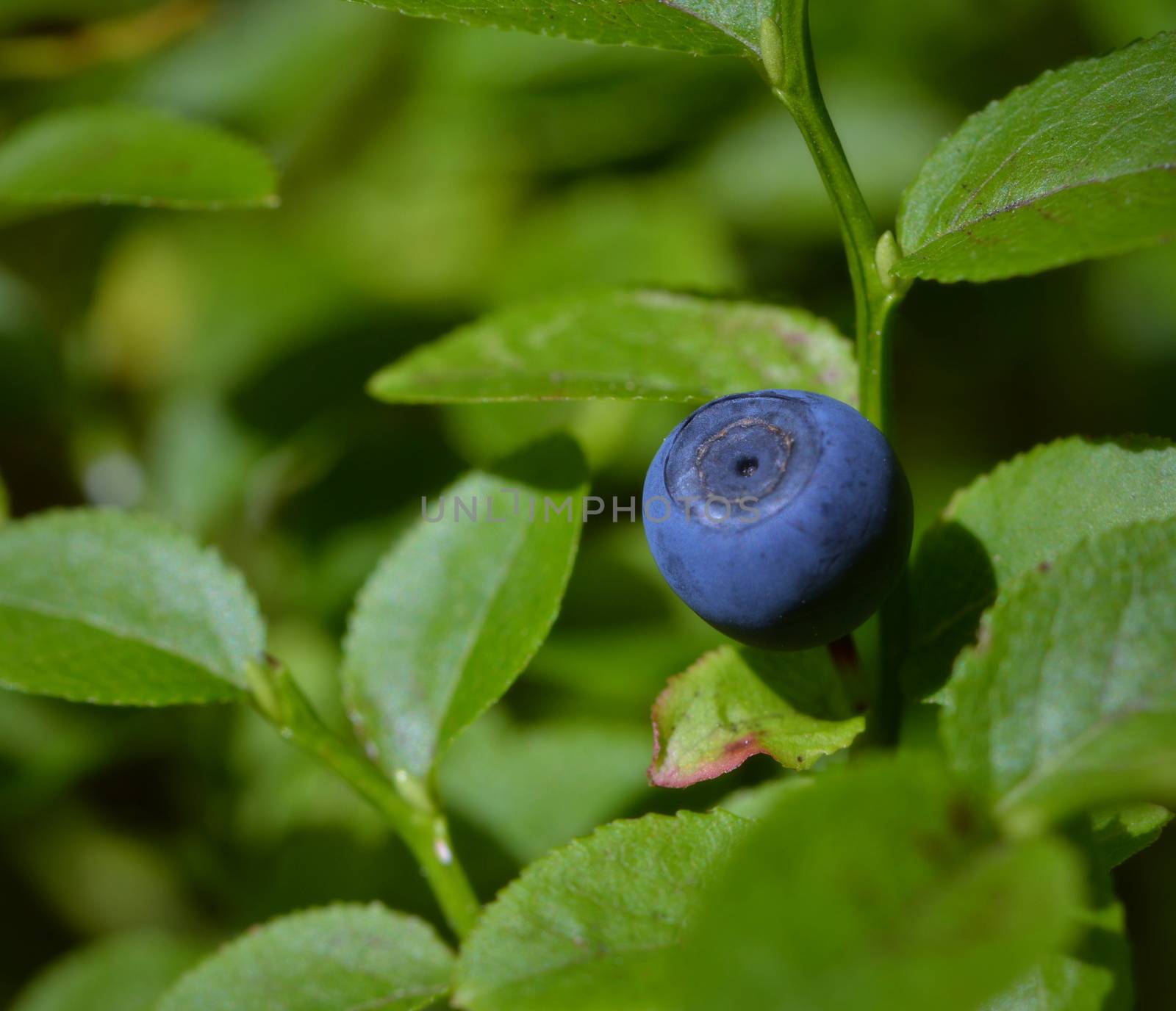 background blue fruit and green leaves of blueberry