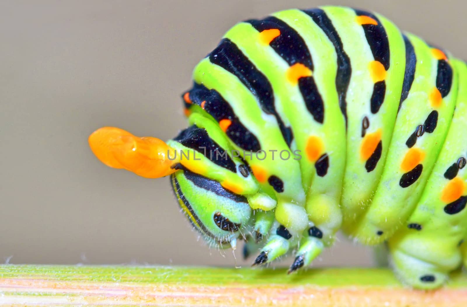 details of papilio machaon caterpillar