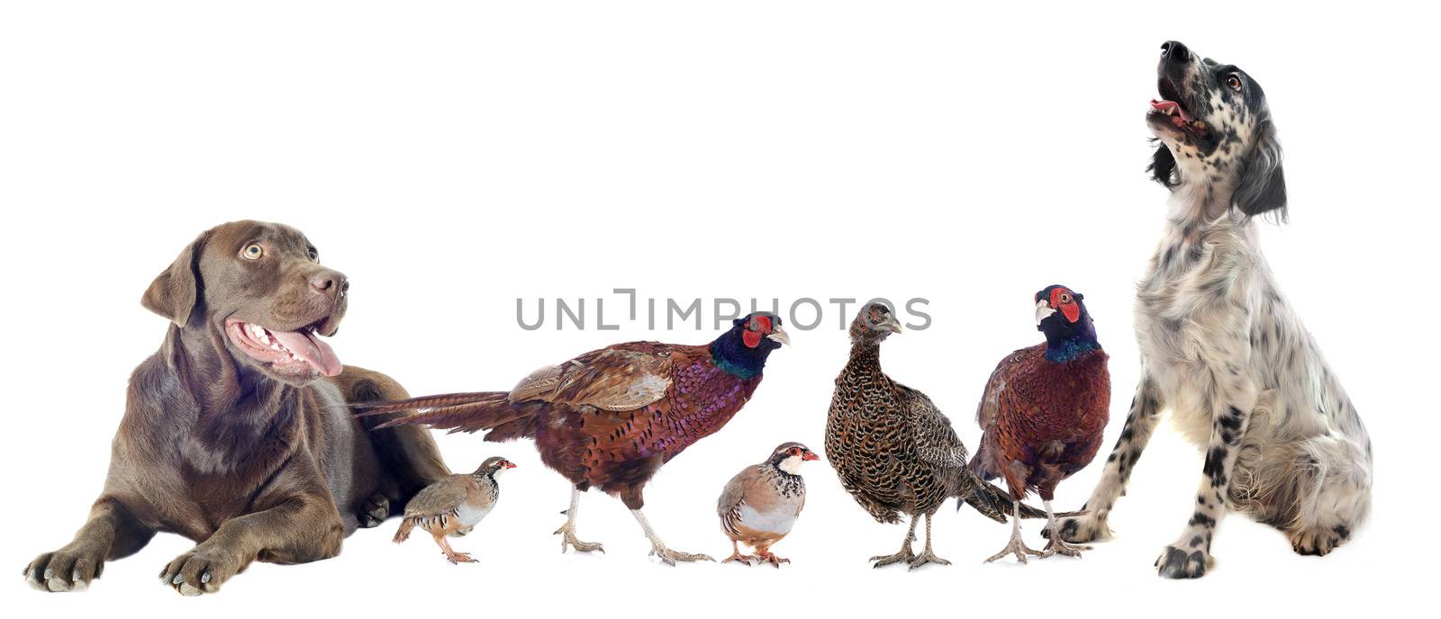 game birds and hunting dogs in front of white background