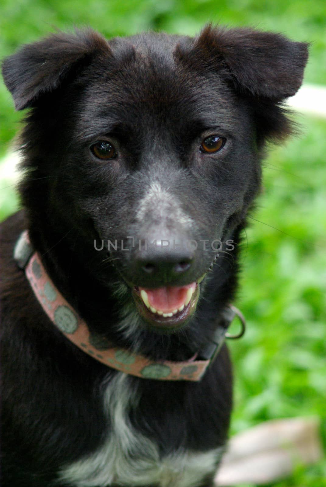 Black dog smile portrait in garden