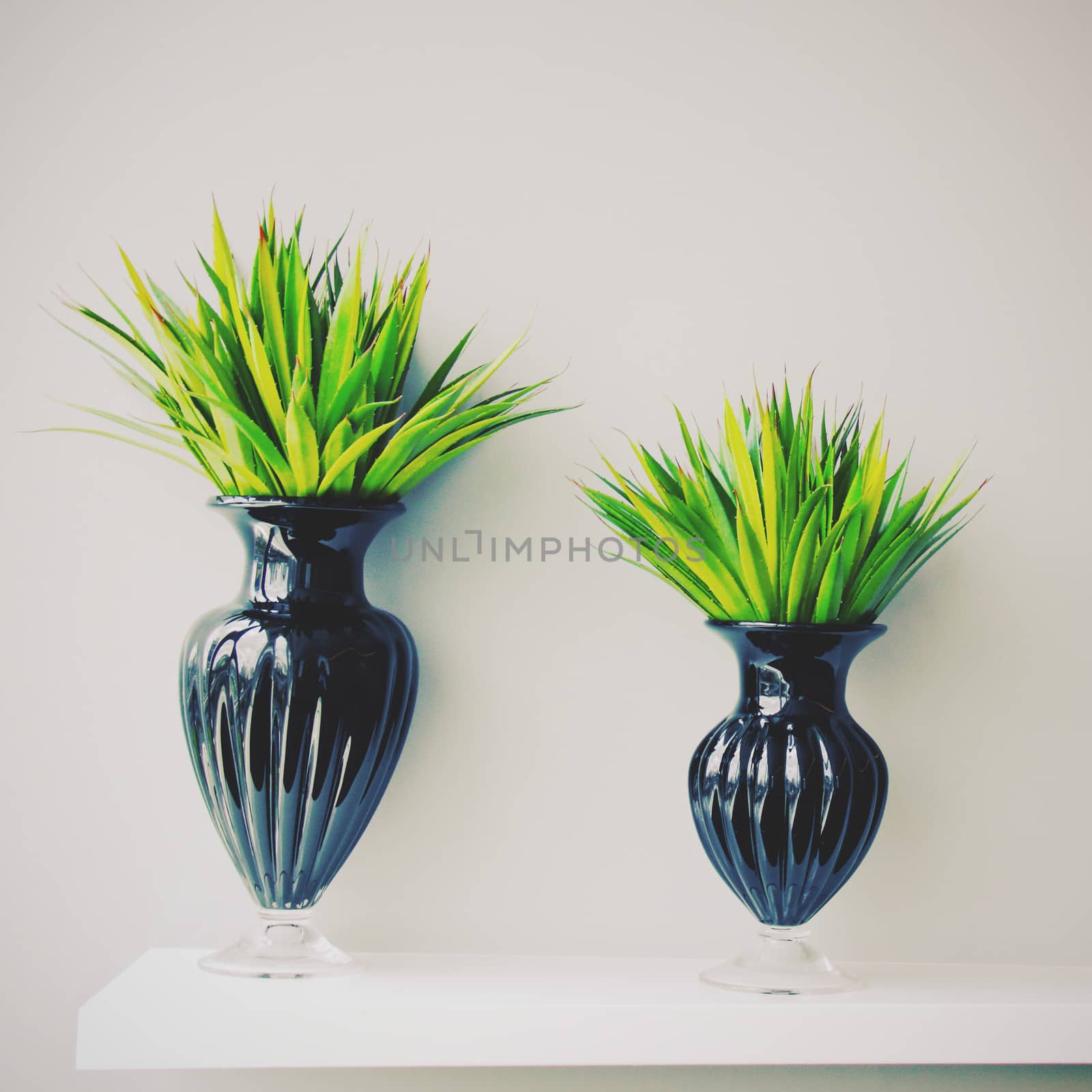 Plant in black vase decorated for room, retro filter effect
