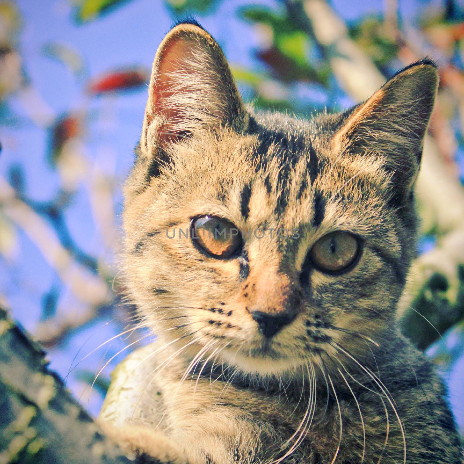 Cute cat on the tree with retro filter effect by nuchylee