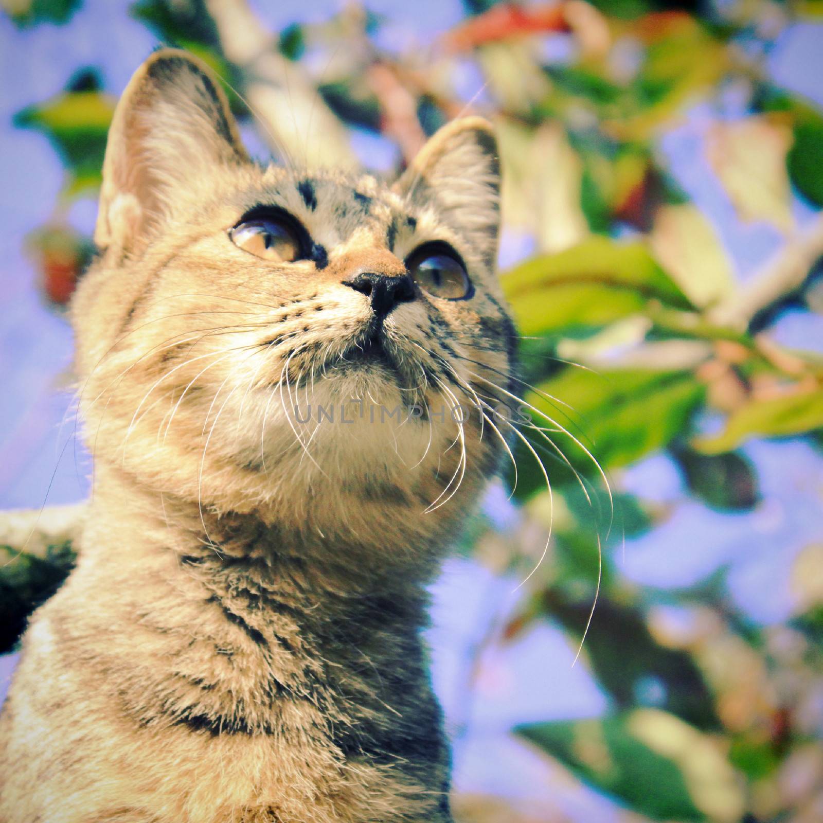 Cute cat on the tree with retro filter effect