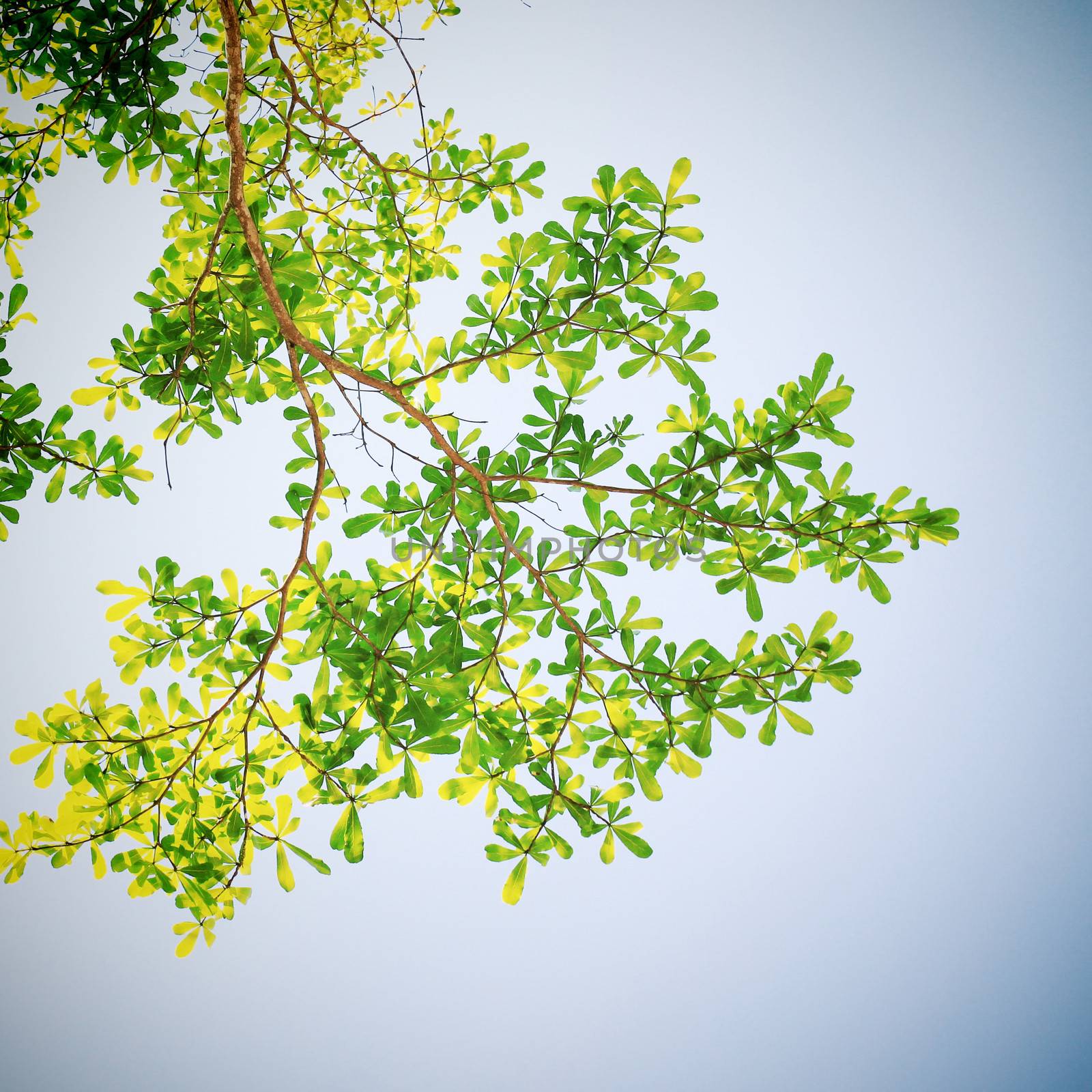 Tree and leaf with filter effect by nuchylee