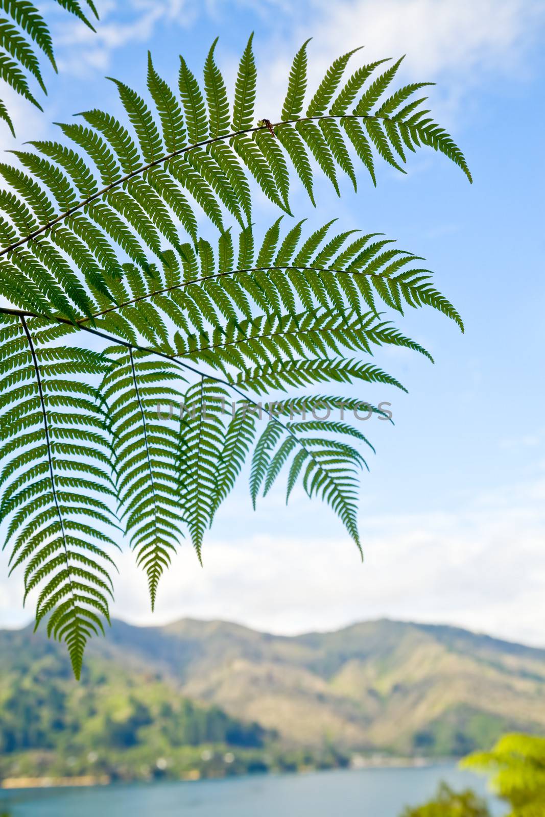 Fern leaves against blue sky in New Zealand