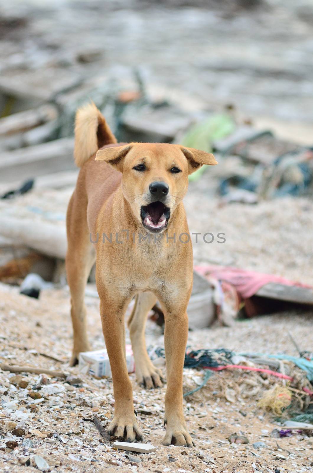 Barking dog on the dirty beach