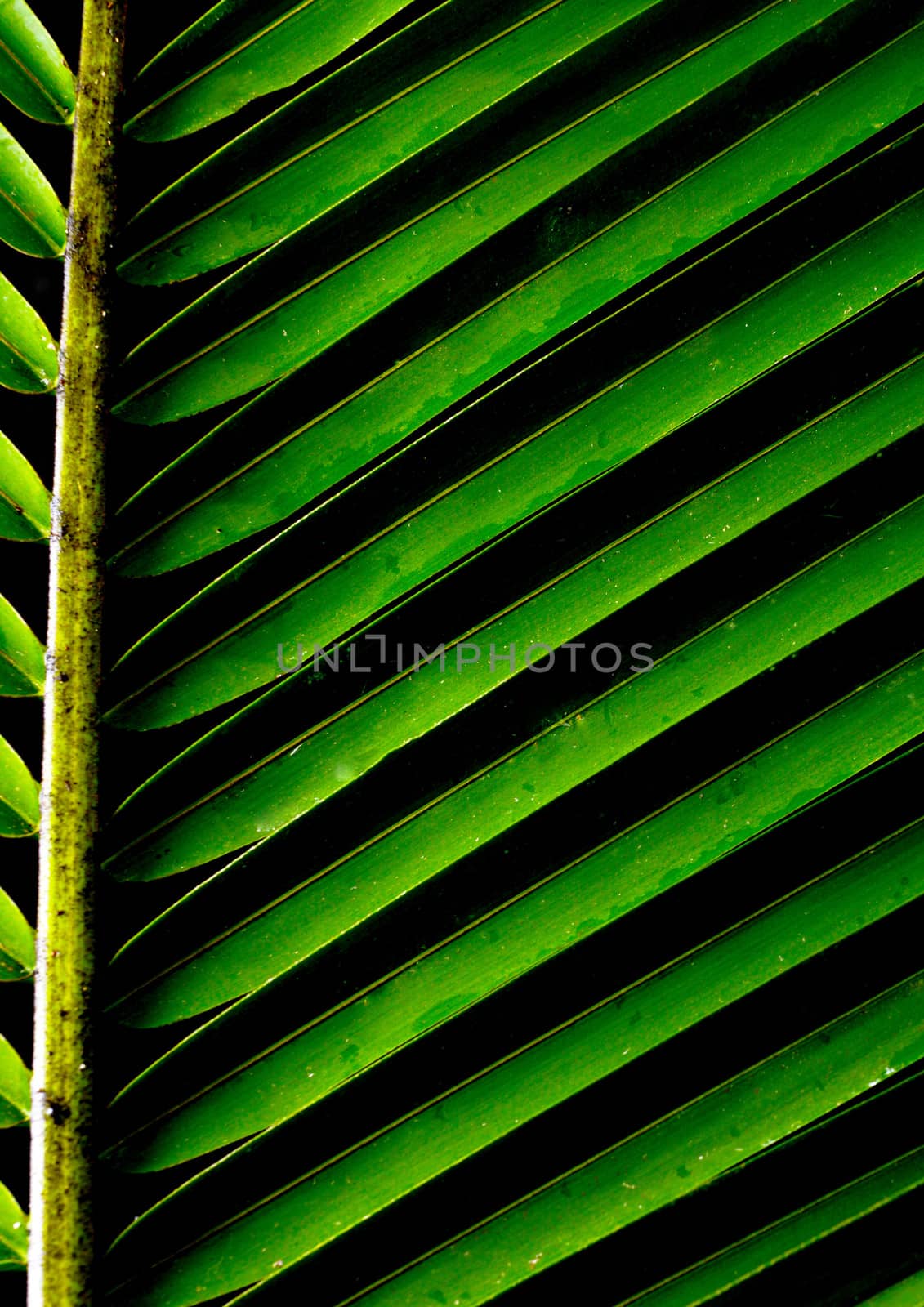 green background with a lush tropical palm frond