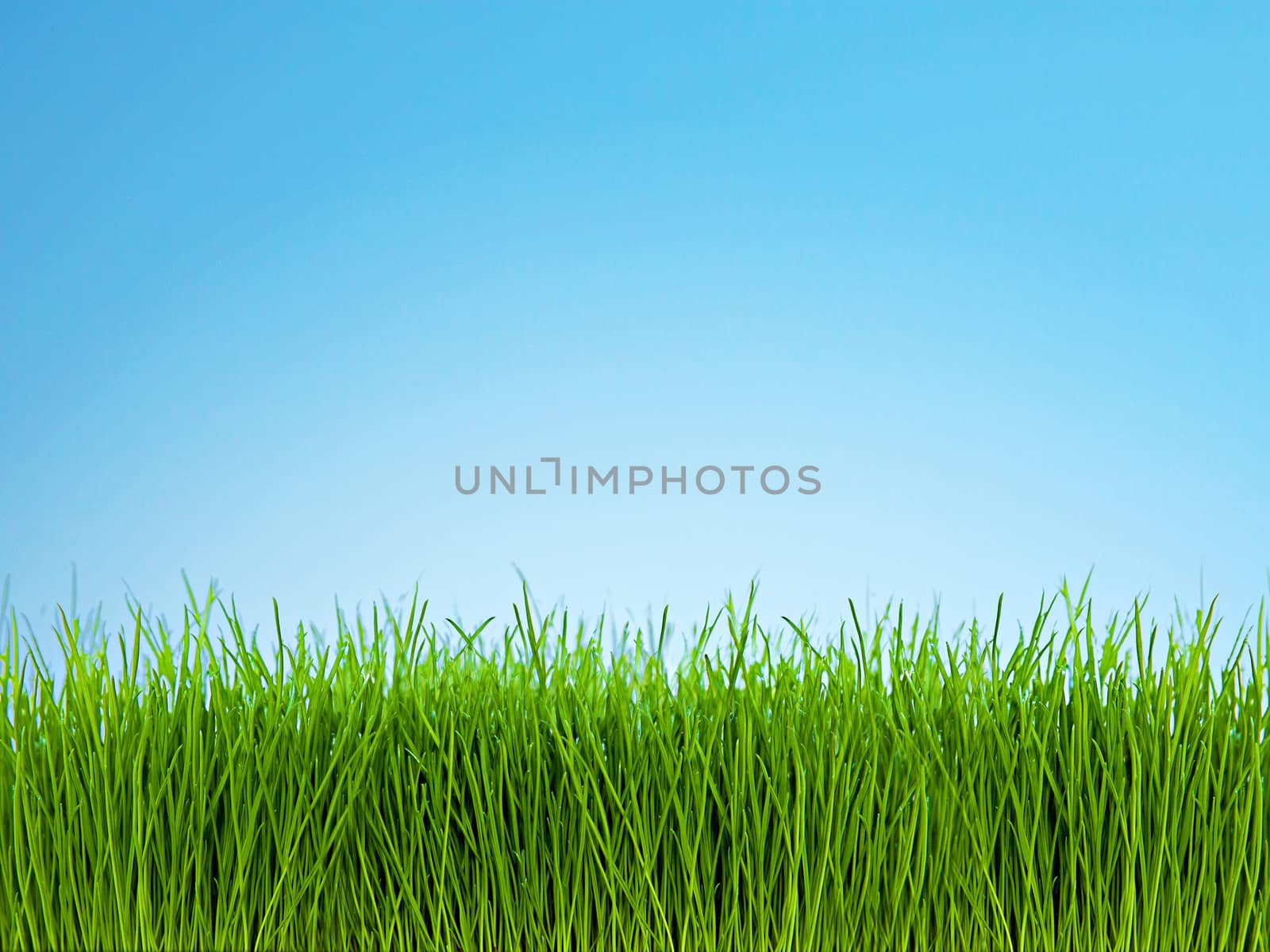 Photo of green grass against bright blue sky.