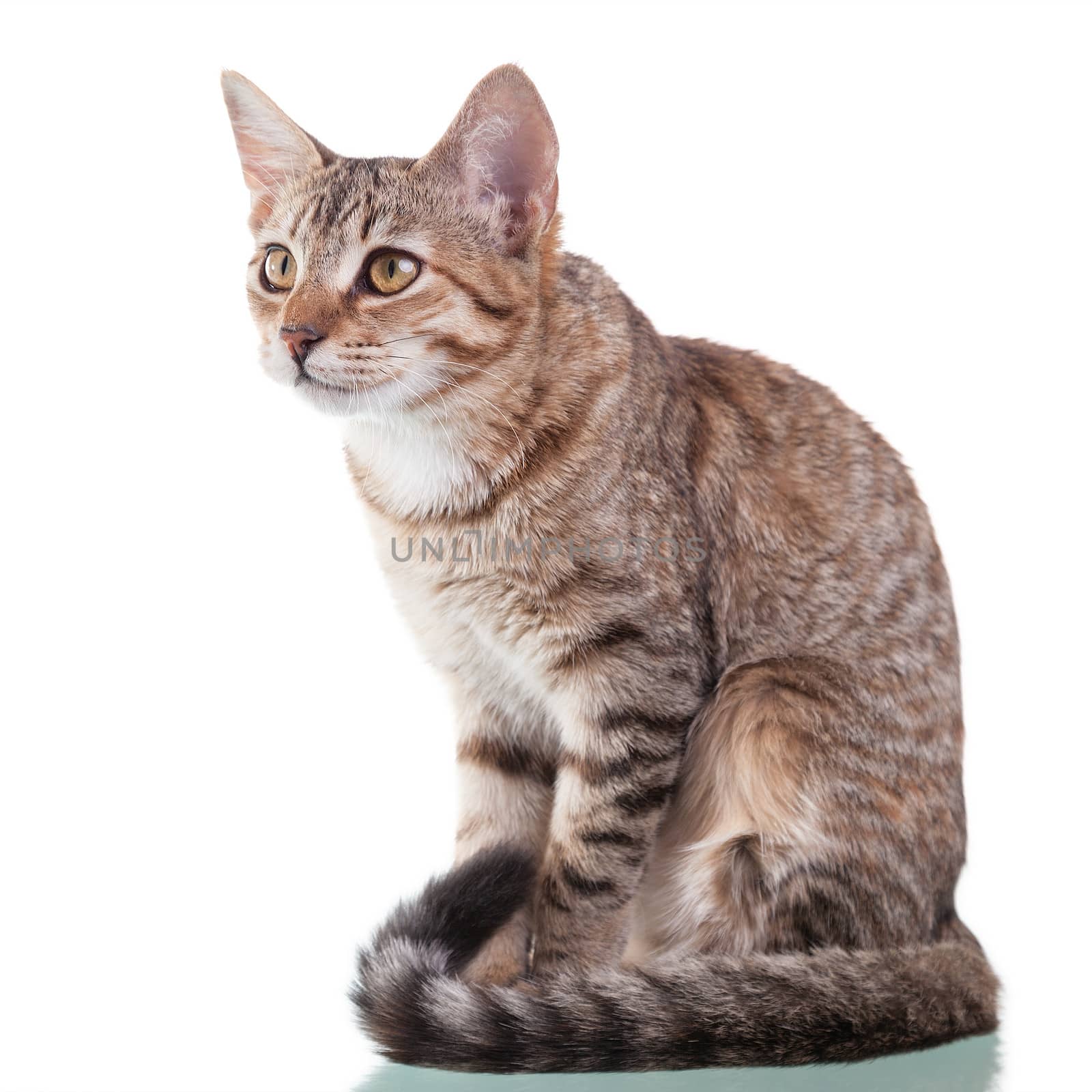 Photo of a brown striped kitten sitting down, isolated on white background. Studio shot.