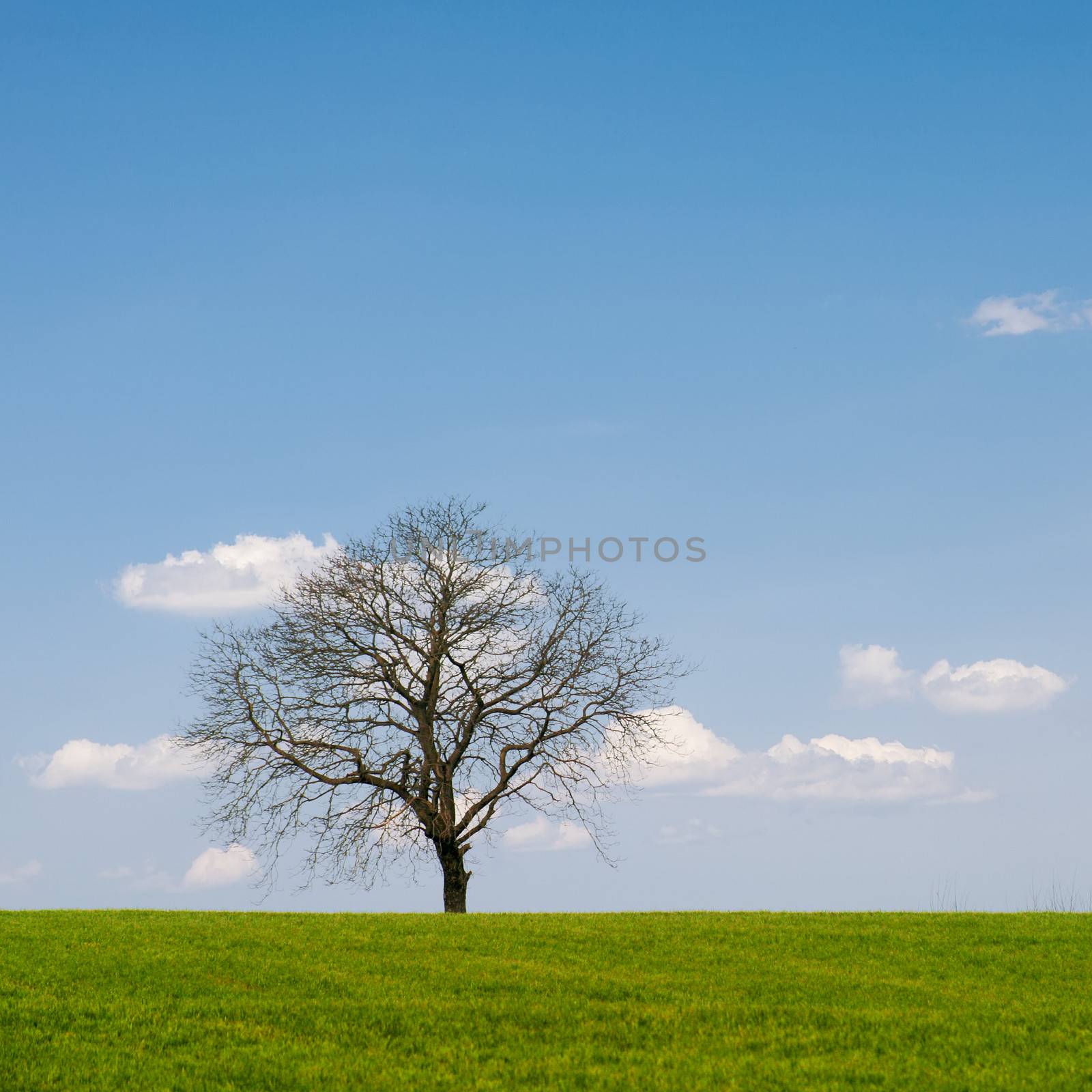 Lonely leafless tree on grass field with blue sky.
