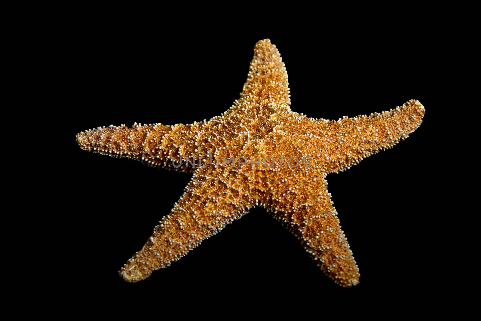 Echinoderm or starfish on black