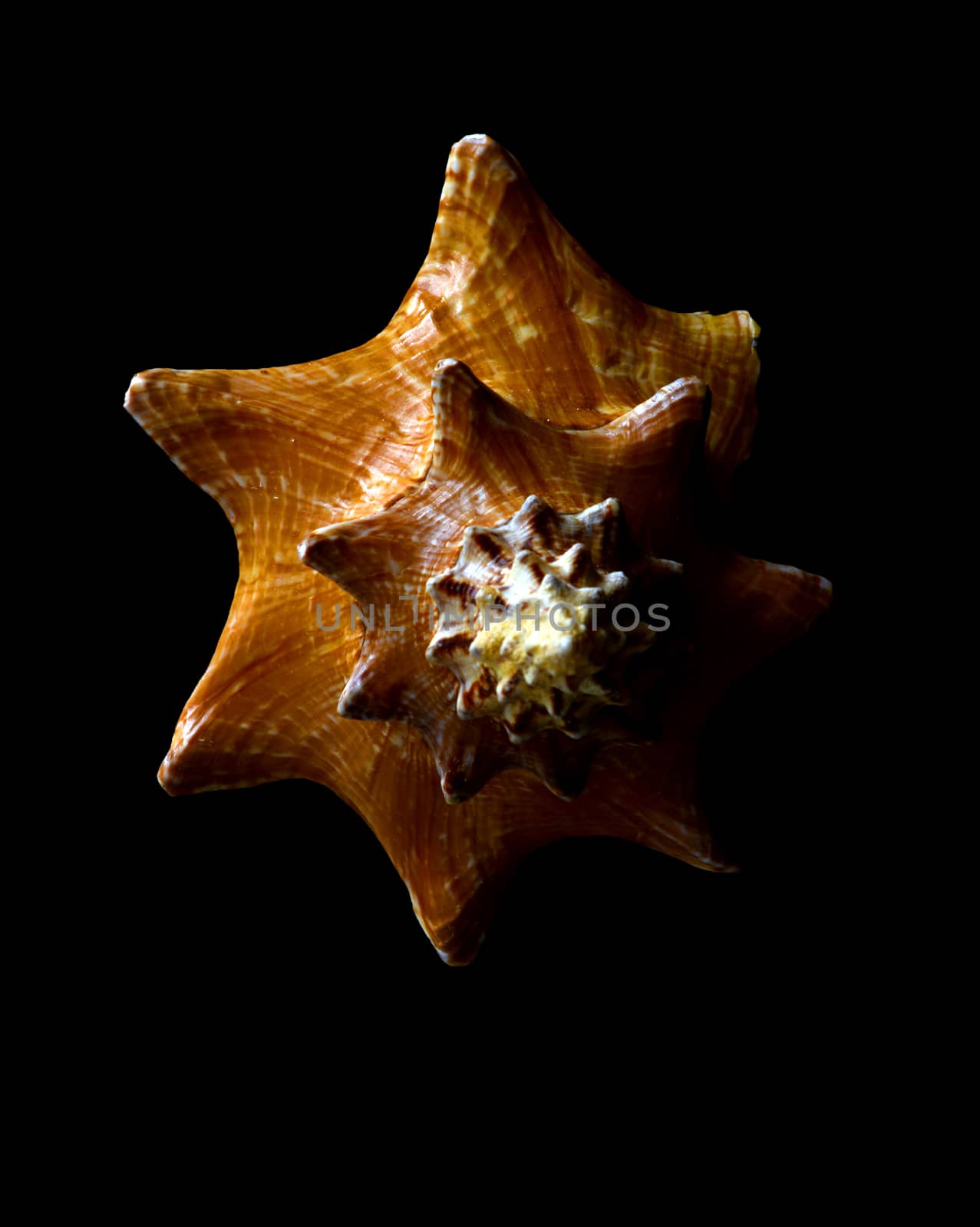 symmetrical shell isolated on a black background by ftlaudgirl