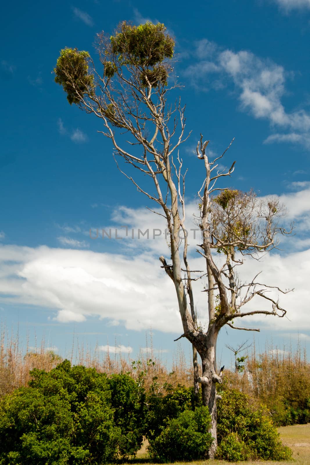 Lonely tree in landscape shrubs and blue sky with clouds.