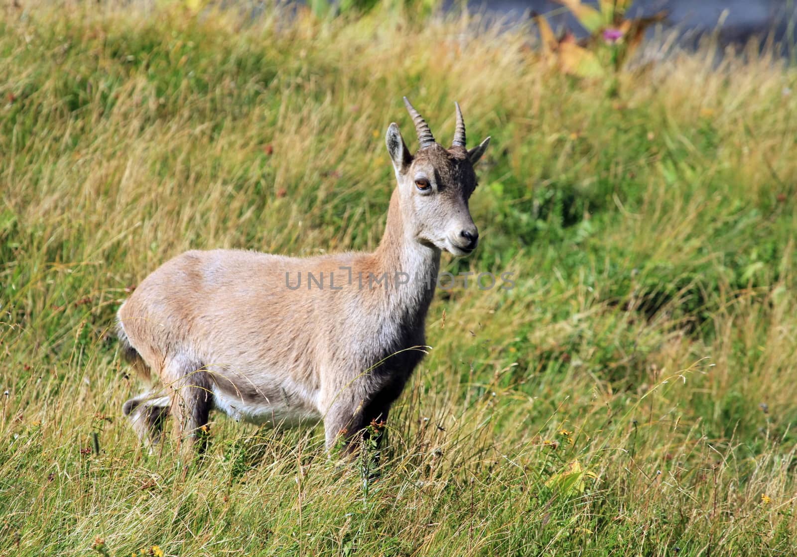 Wild alpine ibex - steinbock by Elenaphotos21