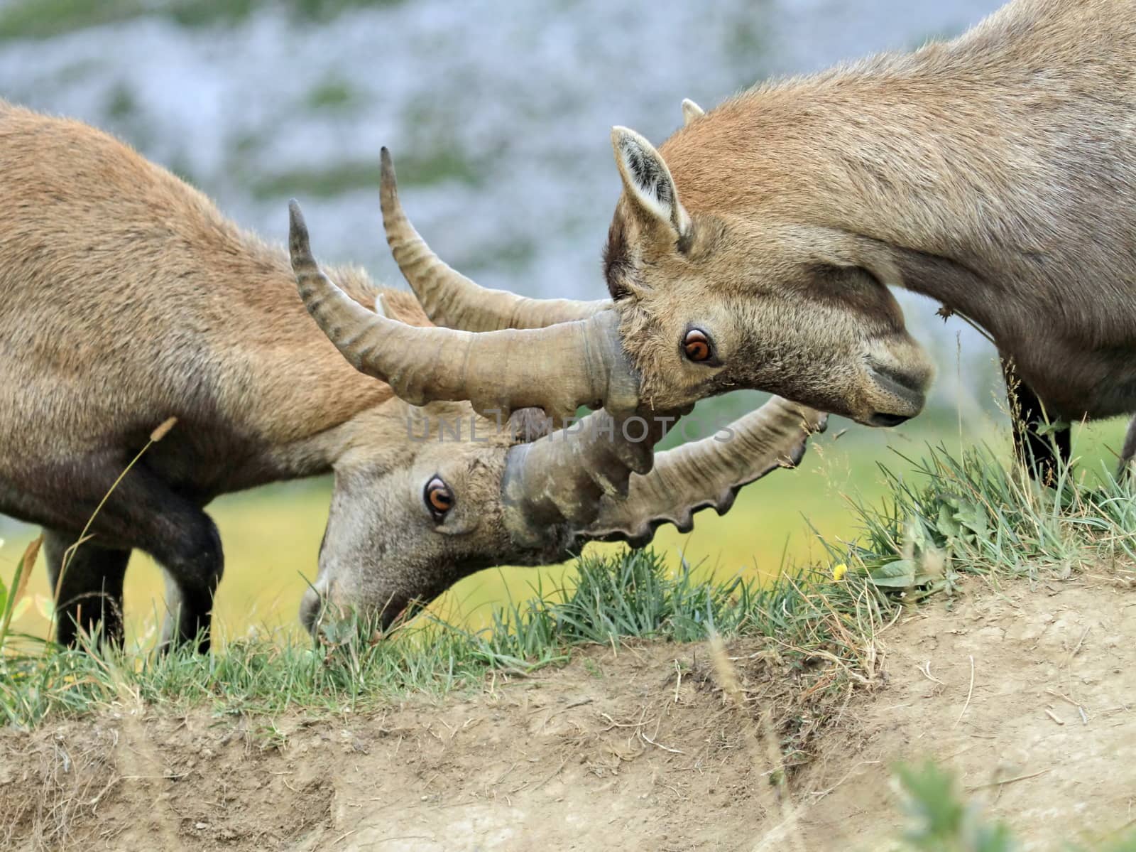 Two young male alpine ibex (capra ibex) or steinbock fighting in Alps mountain, France