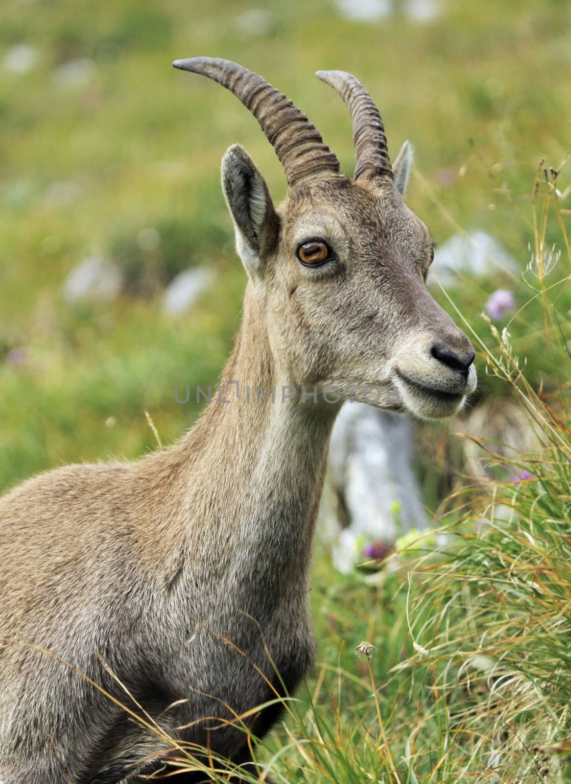 Female alpine ibex (capra ibex) or steinbock portrait in Alps mountain, France