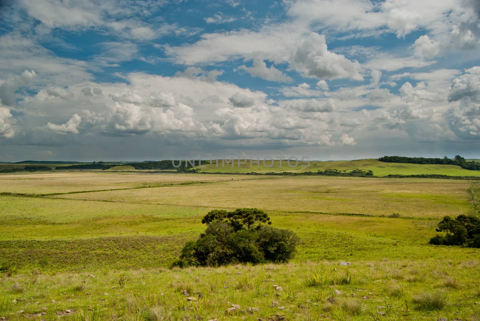 Native grassland and Araucaria forest in Santa Catarina, southern Brazil.