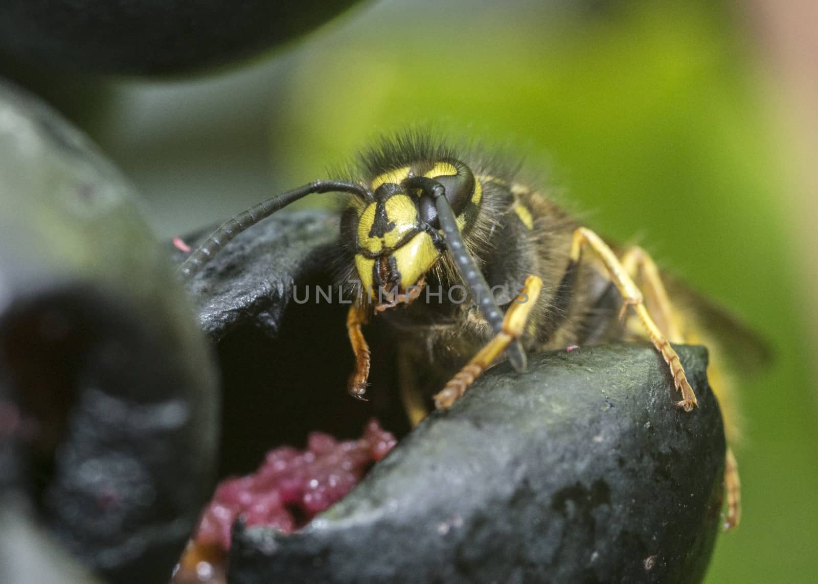 detail of wasp looking for food on grape