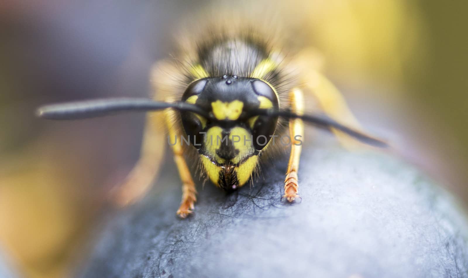 detail of wasp looking for food on grape