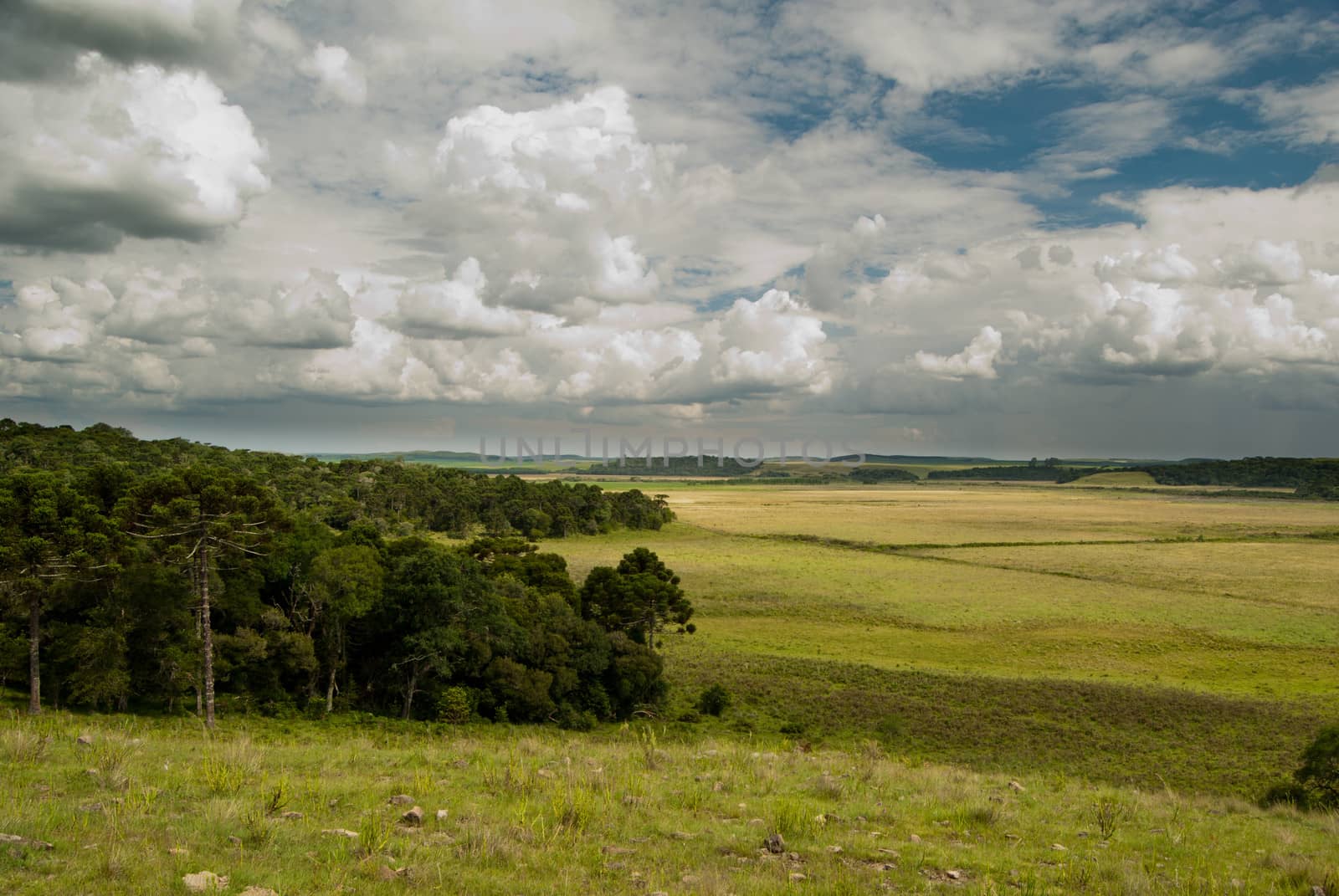 Native grassland and Araucaria forest in Santa Catarina, southern Brazil.