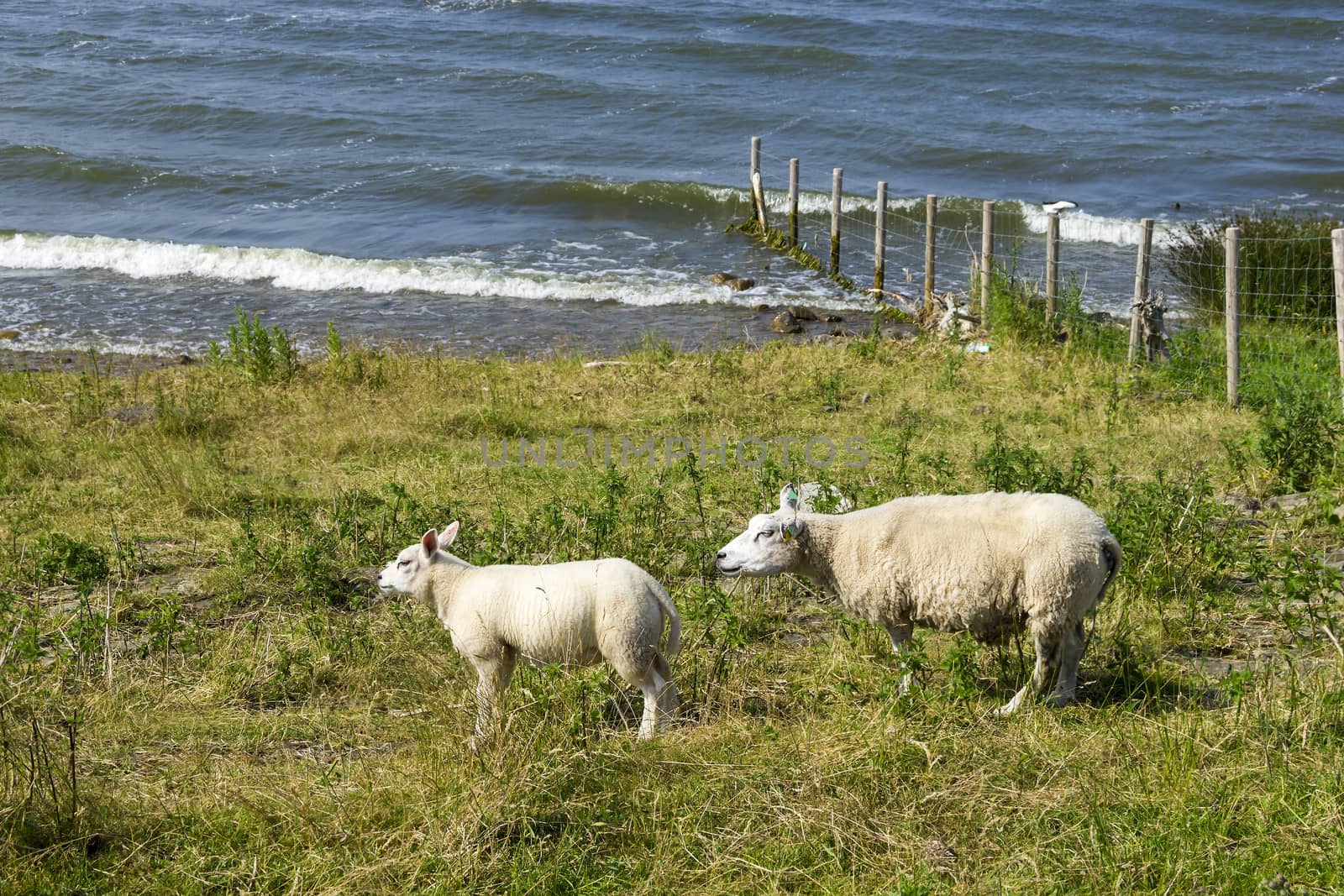 Sheeps at a dike, the Netherlands by Tetyana