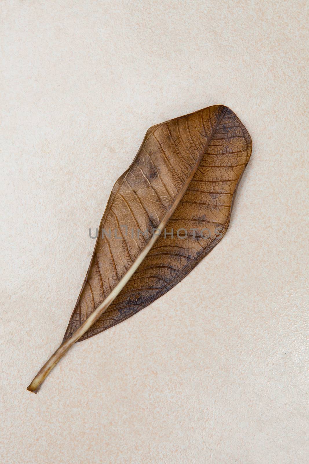dry frangipani leaf on mable stone texture by khunaspix