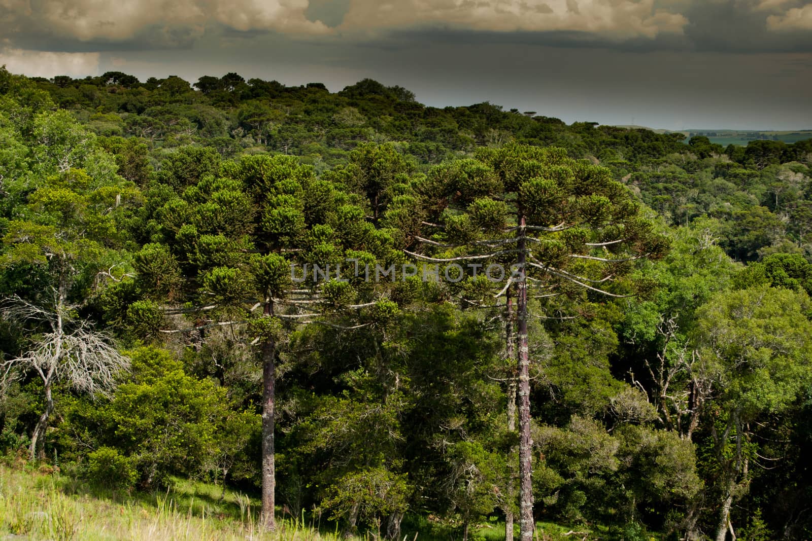 Forest with araucaria trees, endangered specie of southern Brazil.