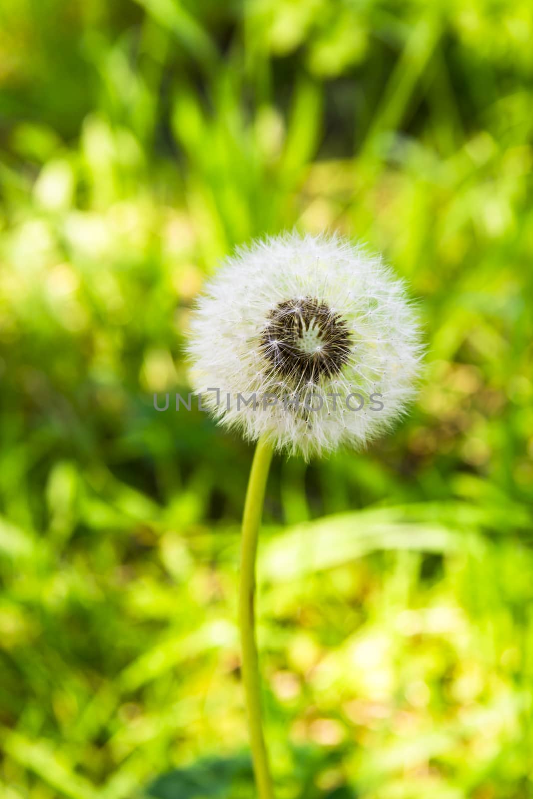 Dandelion seeds close up against yellow and green background outdoors 