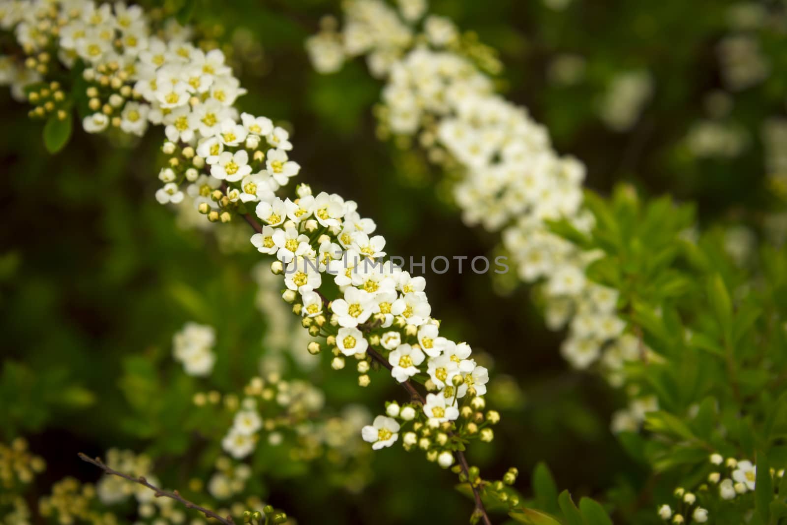 white and yellow flowers against green bush background by Tetyana