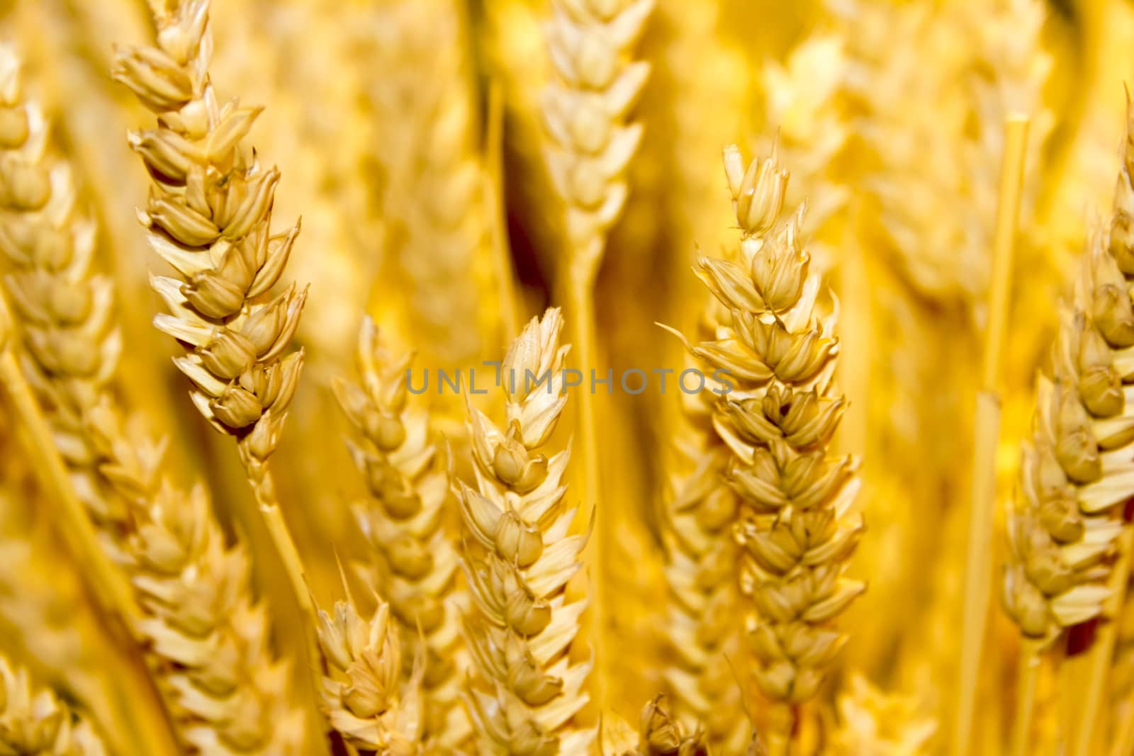 gold wheat ears background by Tetyana