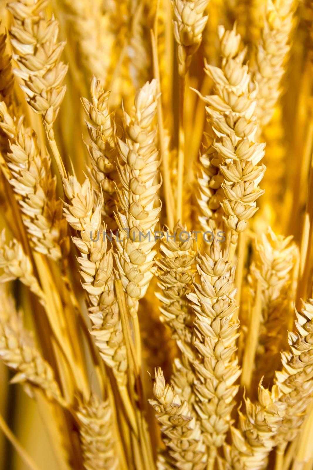 gold wheat ears background