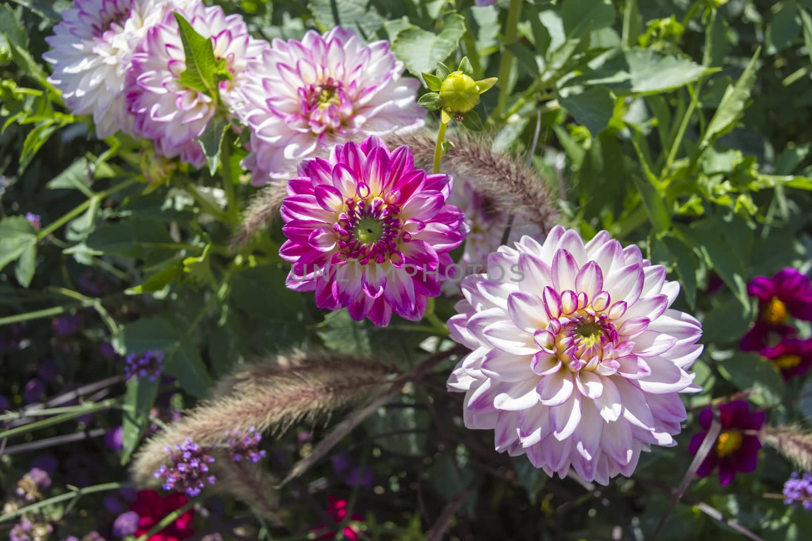 Beautiful colorful flower garden with various flowers by Tetyana