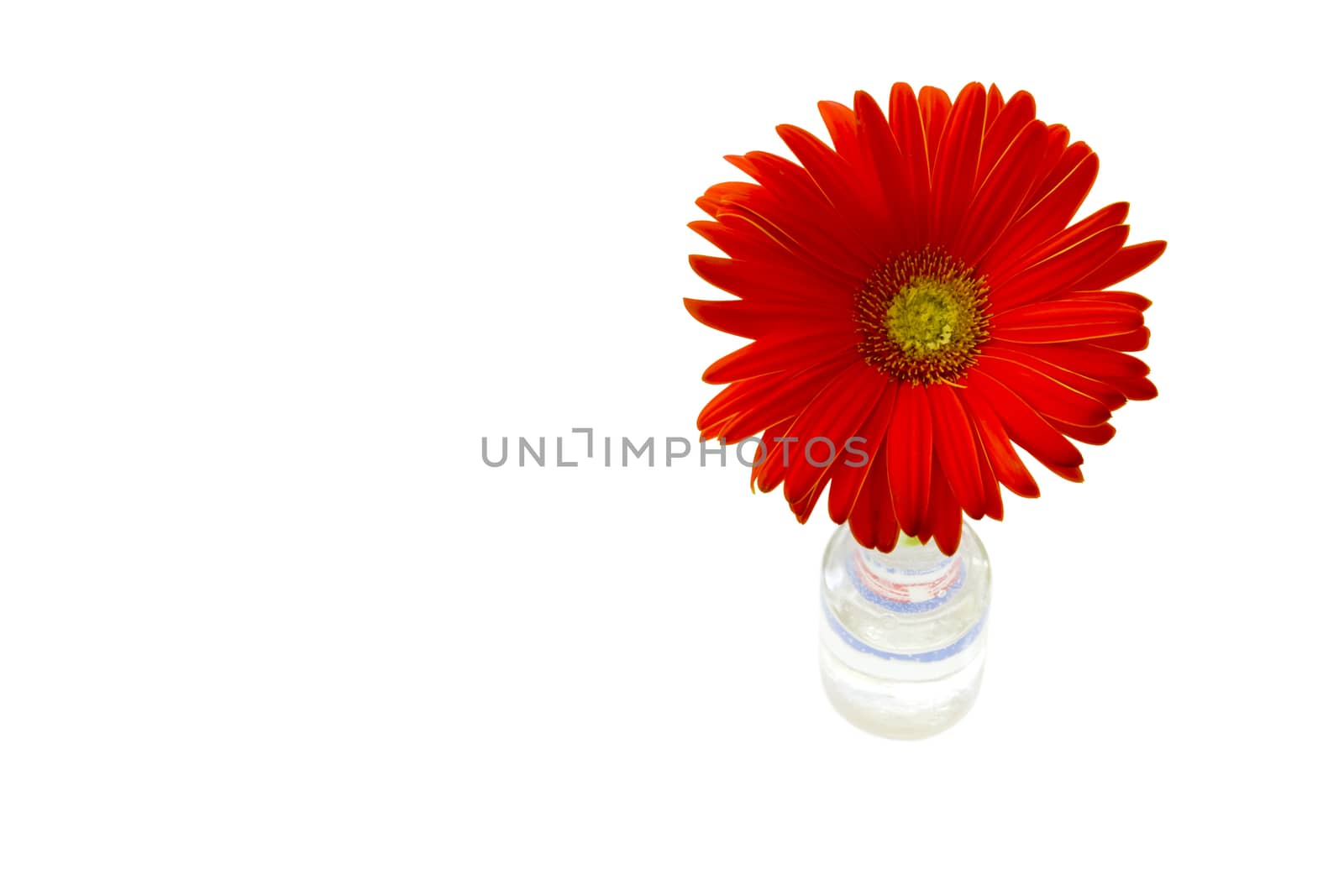 gerber flowers on a green stalk against white background