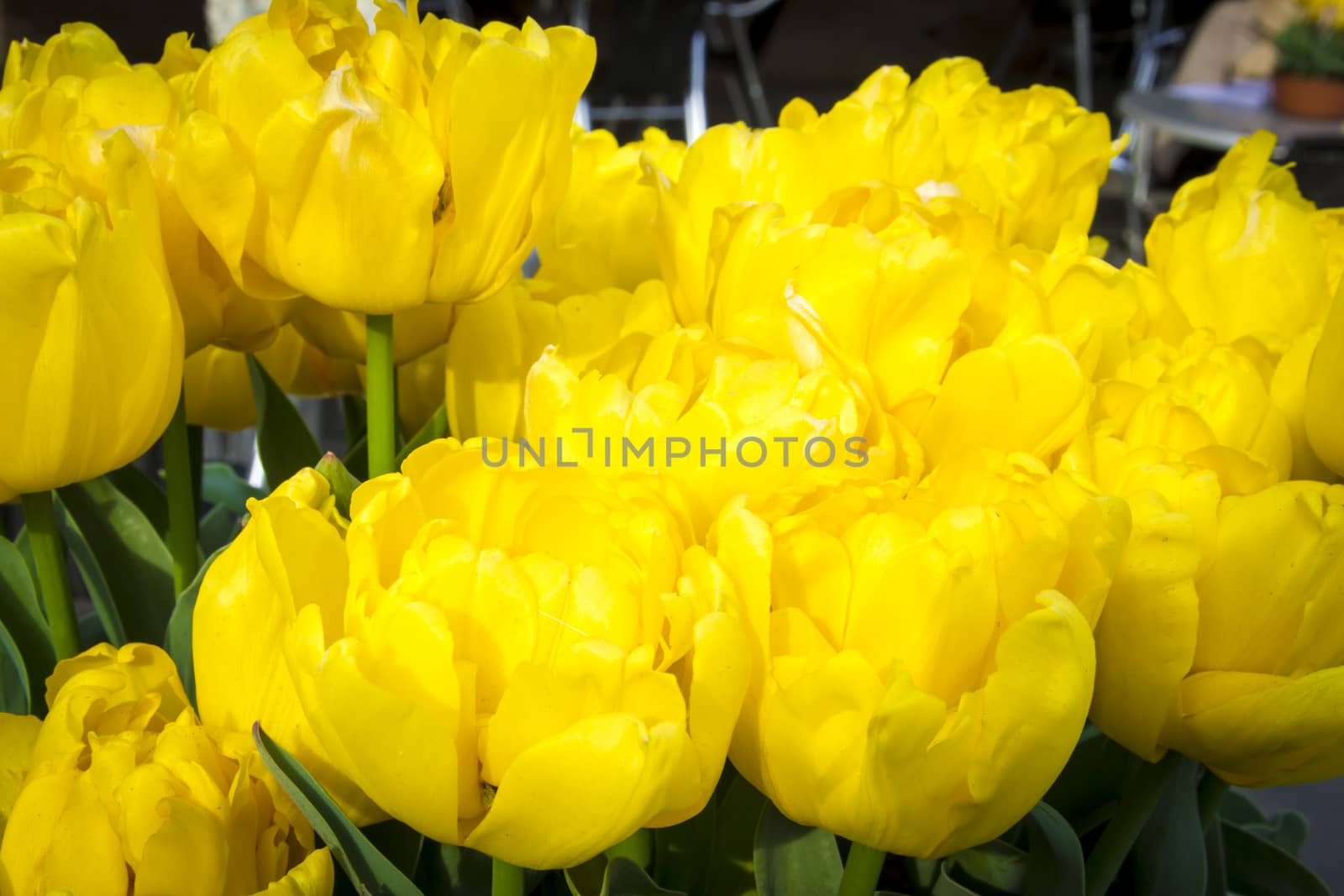 bouquet of beautiful yellow tulips in sunlight