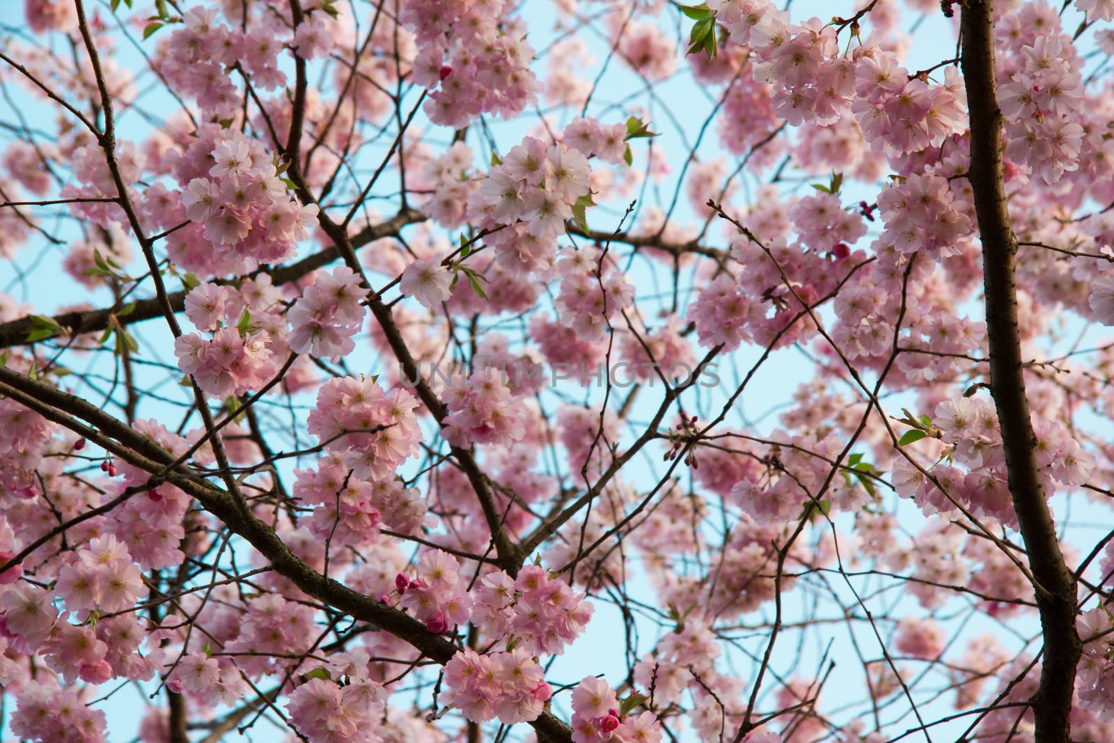 Blooming tree in spring with pink flowers by Tetyana