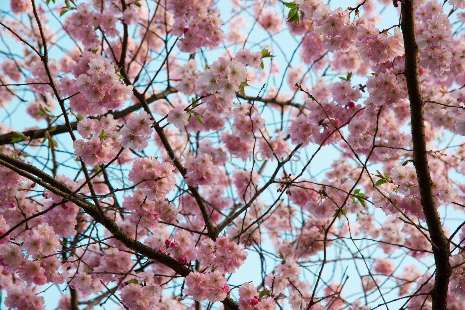 Blooming tree in spring with pink flowers